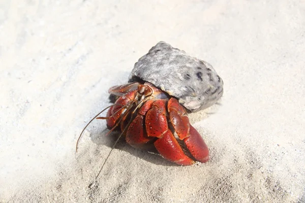 Cangrejo ermitaño de patas rojas en la playa de México — Foto de Stock