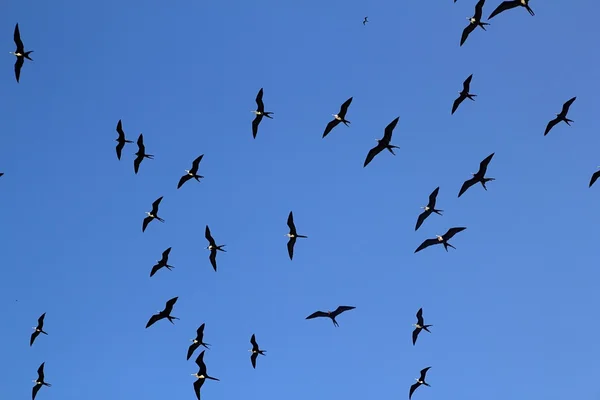 Frigate pájaro silueta retroiluminación reproducción temporada —  Fotos de Stock