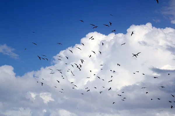 Сезон размножения птиц-фрегатов — стоковое фото