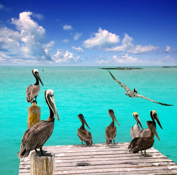 Pélican des Caraïbes plage turquoise mer tropicale — Photo