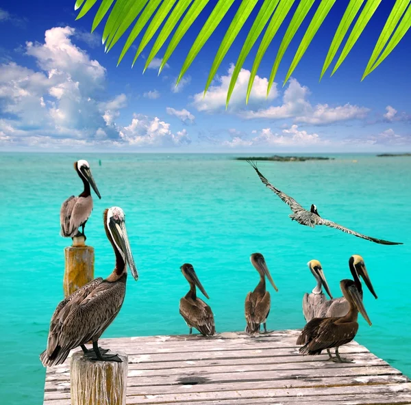 Карибский пеликано-бирюзовый пляж — стоковое фото
