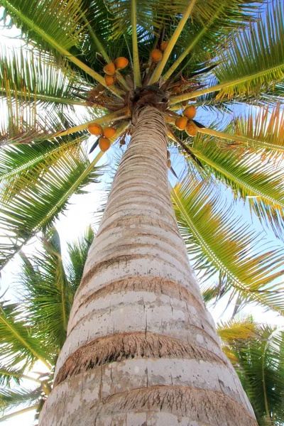 Coconuts palm tree perspective view from floor — Stock Photo, Image