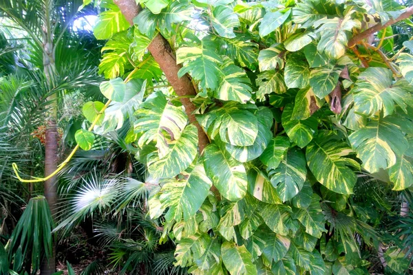 Jungle regenwoud sfeer groene achtergrond — Stockfoto