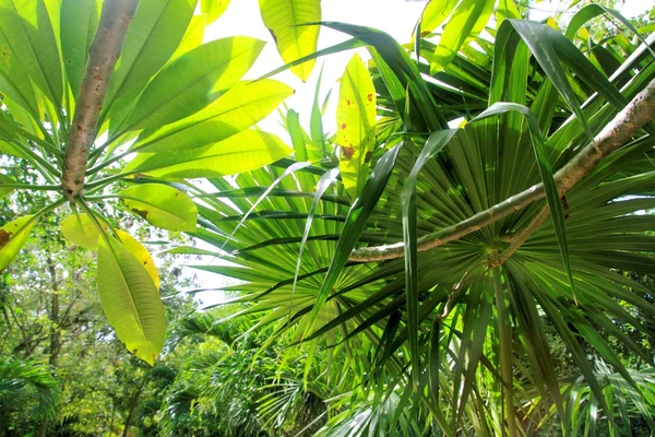 Selva atmosfera floresta tropical fundo verde — Fotografia de Stock