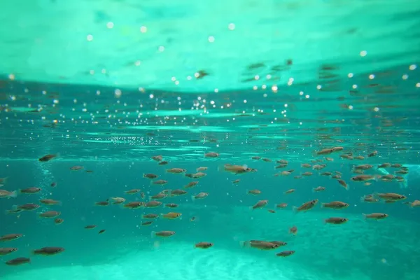 Mangrove little fishes real ecosystem underwater — Stock Photo, Image