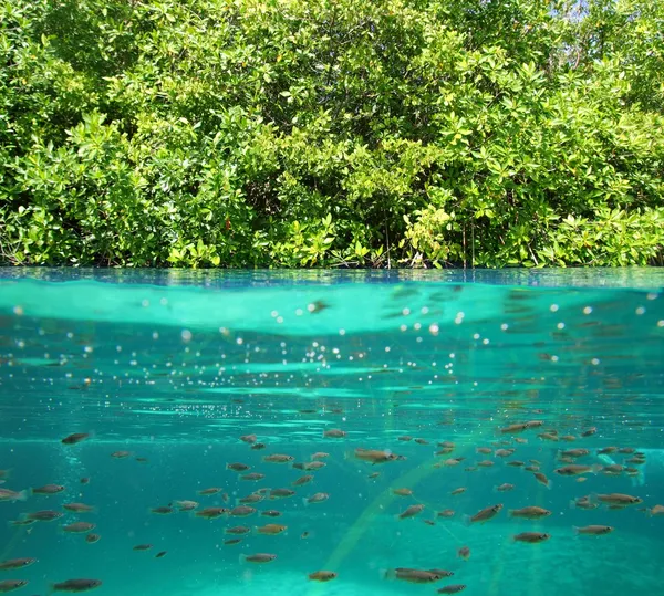 Mangrove up down waterline real ecosystem — Stock Photo, Image