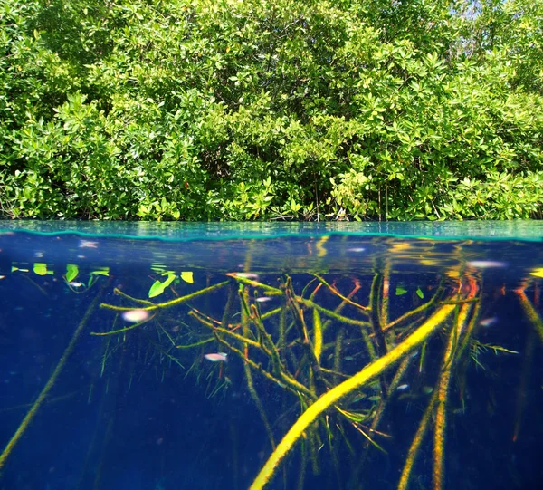 Mangrove upp ner vattenlinjen verkliga ekosystem — Stockfoto
