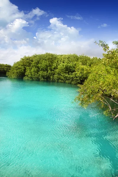 Cenote Mangrove türkisfarbenes Wasser Maya Riviera — Stockfoto