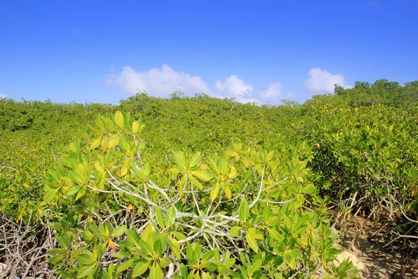 Detail rostlin mangrovových slunečný den modré obloze — Stock fotografie