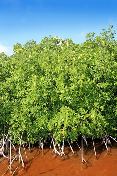 Mangrovenpflanze rotes Wasser und Luftwurzeln blauer Himmel — Stockfoto