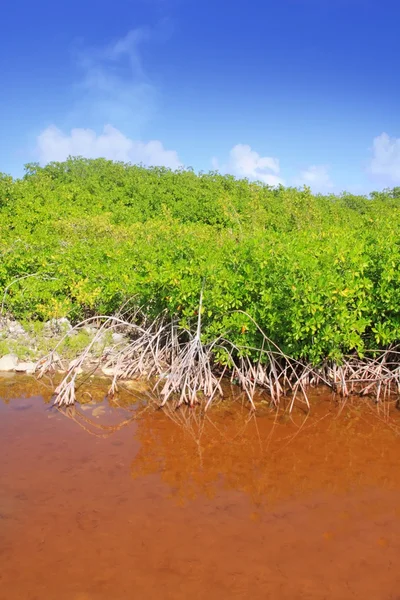 Mangrove plante eau rouge et racines aériennes ciel bleu — Photo