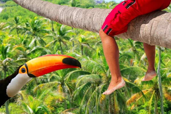 Tronco de árbol horizontal palm Tucán tropical piernas sentado — Stockfoto
