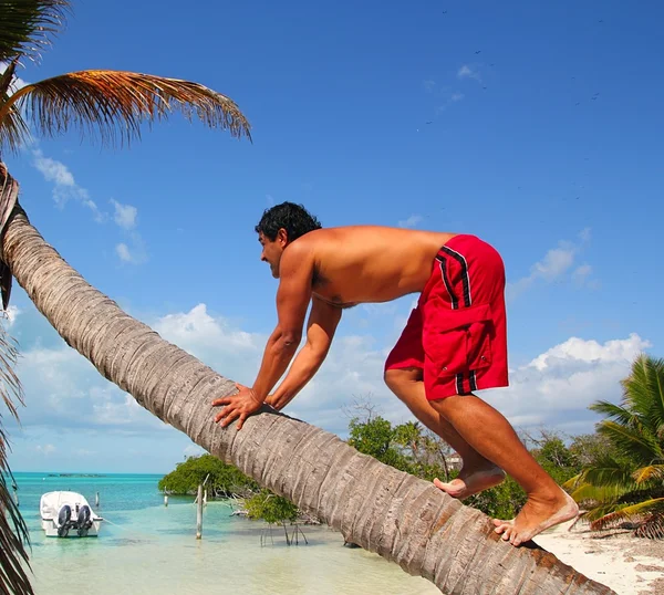 Inheemse Latijns-Indiase klimmen coconut palm tree trunk — Stockfoto