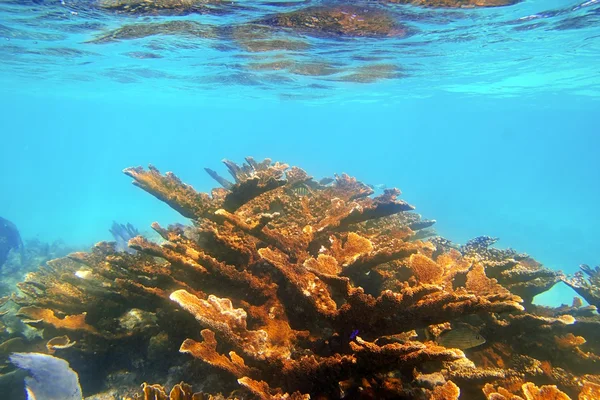 Quintana roo Meksika Elkhorn mercanarrecife de coral cuerno de alce en quintana roo mexico — Stok fotoğraf