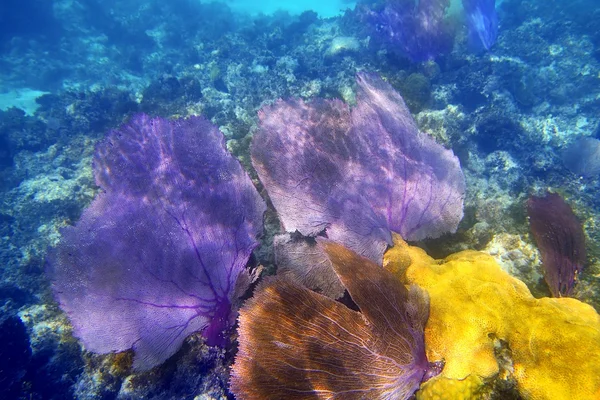 柳珊瑚海风扇紫色珊瑚 — 图库照片