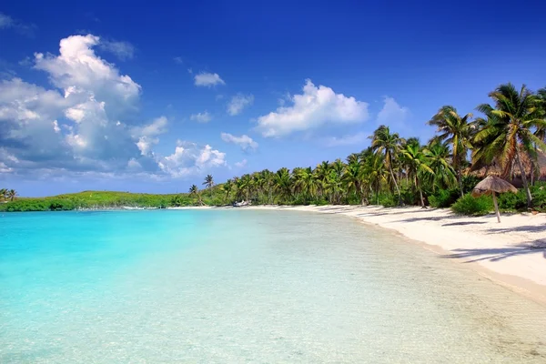 Contoy eiland palm treesl Caribische strand mexico — Stockfoto