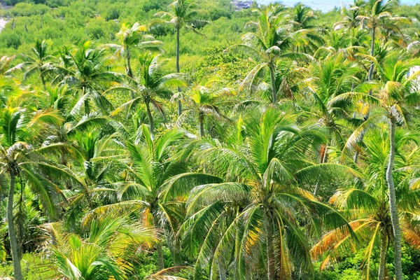 Aerial view palm tree jungle in Caribbean — Stock Photo, Image
