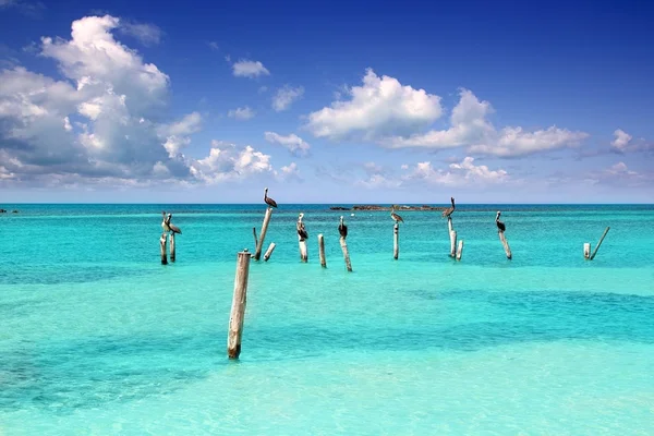Caribbean pelican turquoise beach tropical sea — Stock Photo, Image