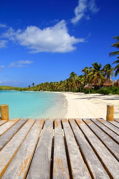 Contoy Island palmetrær, karibisk strand Mexico – stockfoto