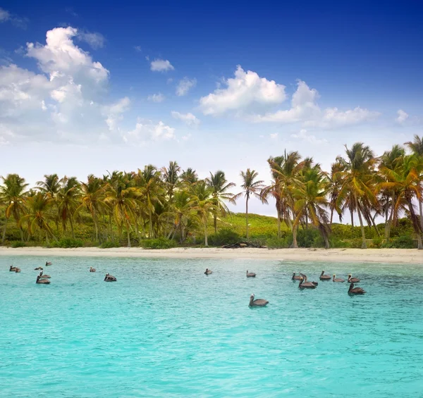 Caribbean pelican turquoise beach tropical sea — Stock Photo, Image