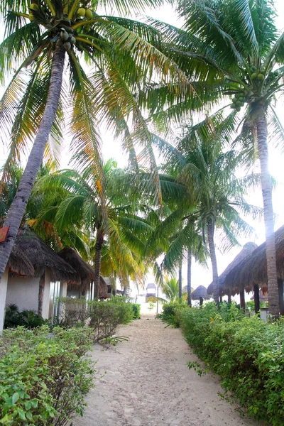 Orzechy kokosowe palmy w północnej plaży isla mujeres — Zdjęcie stockowe