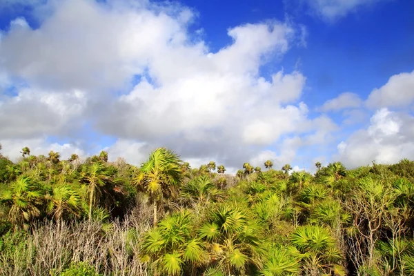 Chit palm bomen oerwoud in tulum Maya riveira mexico — Stockfoto