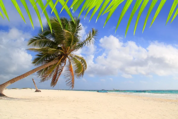 Coco palmeiras tropical típico fundo — Fotografia de Stock