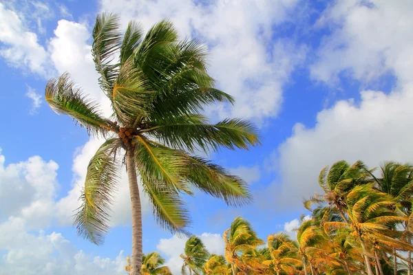 Coco palmeiras tropical típico fundo — Fotografia de Stock