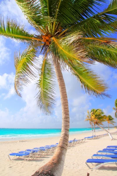Coconut palm bomen tropisch typische achtergrond — Stockfoto