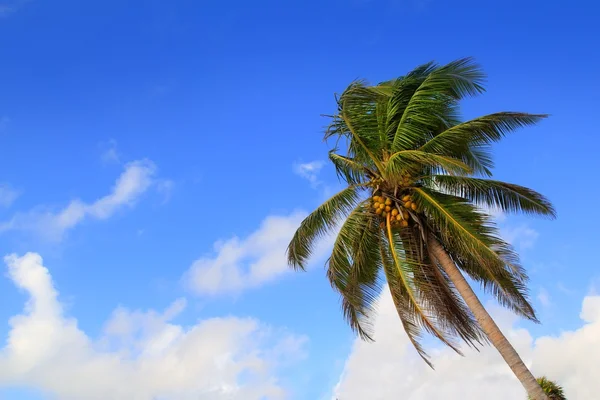 Coconut palm trees tropical typical background — Stock Photo, Image
