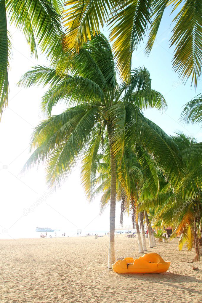 Isla Mujeres north beach tropical coconut Palm trees