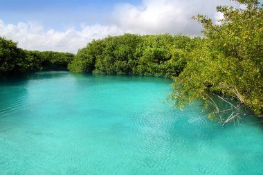 Cenote mangrove turquoise water Mayan Riviera clipart