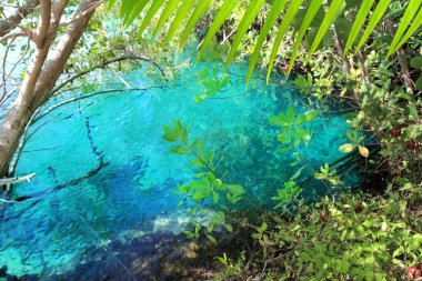 Cenote mangrove turquoise water Mayan Riviera clipart