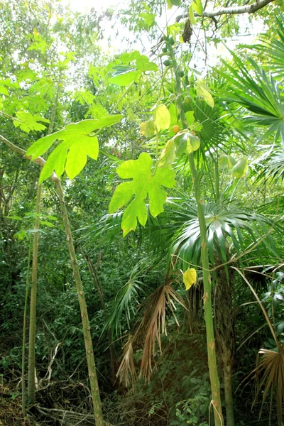 Зеленый фон атмосферы джунглей — стоковое фото