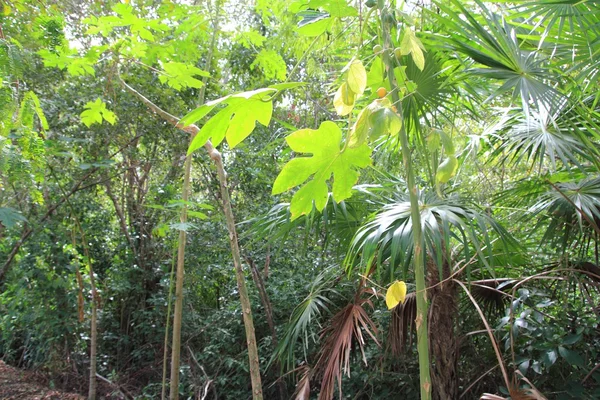 Dżungli lasów tropikalnych atmosferę zielone tło — Zdjęcie stockowe
