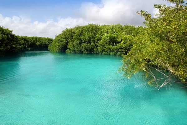 Hipotermik mangrov turkuaz su Maya Rivierası — Stok fotoğraf
