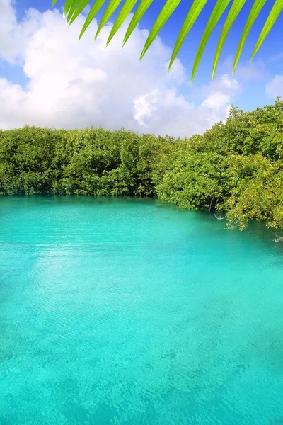 セノーテ マングローブ青緑色の水のマヤのリビエラ — ストック写真