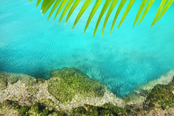 Cenote μαγγρόβια γαλαζοπράσινα νερά των Μάγια Ριβιέρα — Φωτογραφία Αρχείου