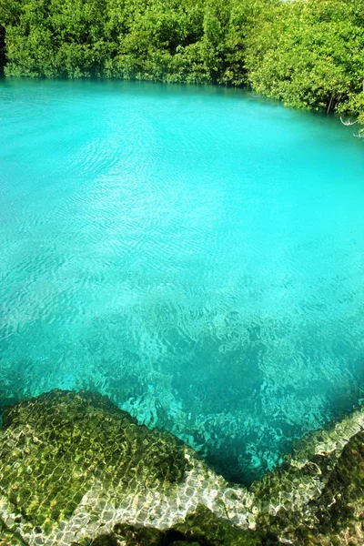 Manglar cenote agua turquesa Riviera Maya — Foto de Stock