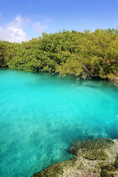 Cenote μαγγρόβια γαλαζοπράσινα νερά των Μάγια Ριβιέρα — Φωτογραφία Αρχείου