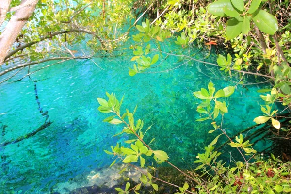 セノーテ マングローブ青緑色の水のマヤのリビエラ — ストック写真