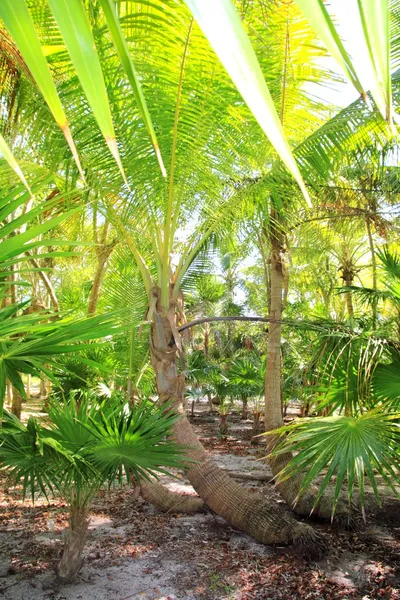 Palmový strom a chit džungle na Karibské pláži — Stock fotografie
