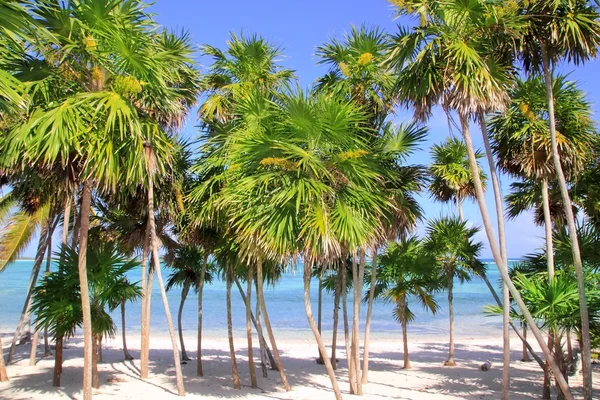 Chit palm tree in caribbean tropical beach — Stock Photo, Image