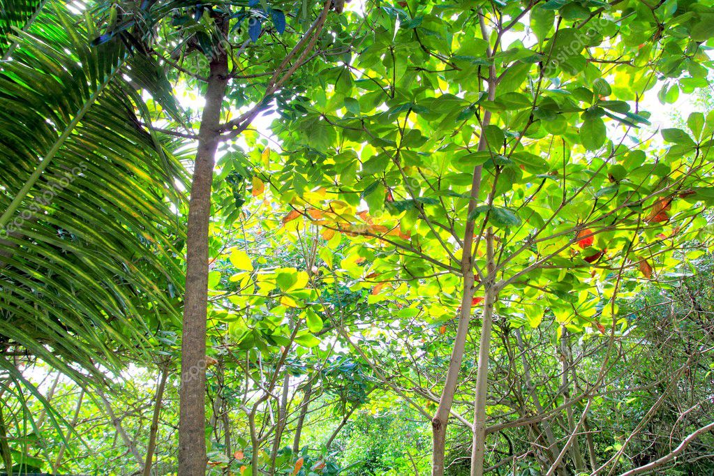 ジャングルの熱帯雨林の雰囲気の緑の背景 ストック写真 C Lunamarina
