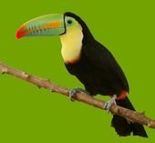 südamerikanischer Tukan farbenfroher Vogel