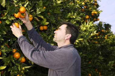 portakal ağacı alan Çiftçi hasat meyve toplama