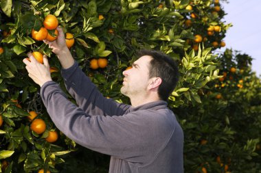 Orange tree field farmer harvest picking fruits clipart