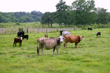 inek sığır Amerikan yeşil çimenlerin üzerinde