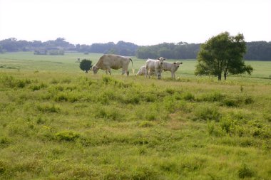 inek sığır Amerikan yeşil çimenlerin üzerinde