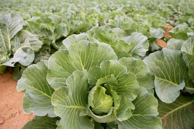 Cabbage fields, rows of vegetable food clipart